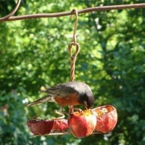 Songbird Essentials Apple Anchor Bird Feeders