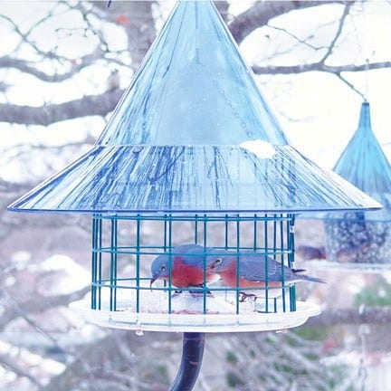 Sky Cafe Bluebird Squirrel Proof Bird Feeder