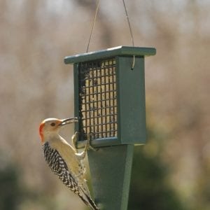 Suet Bird Feeders with Tail Prop