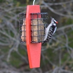 Red Dual Suet Bird Feeders with Tail Prop