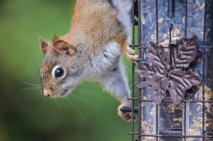 Squirrel Proof Bird Feeders