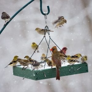 Platform Bird Feeder