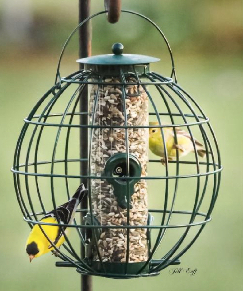 Orb Caged Seed Feeder